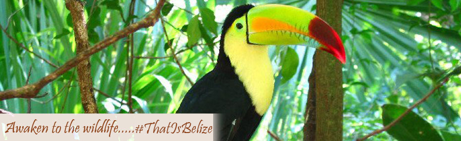 Awaken to the wildlife... that is Belize