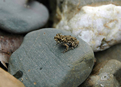 Frog On A Rock